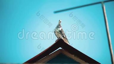 坐在屋顶上的白鸽。美丽的大白鸽和大白鸽的特写肖像